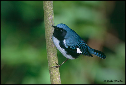 Black-throated Blue Warbler (Dendroica caerulescens)