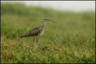 Bristle-thighed Curlew (Numenius tahitiensis)