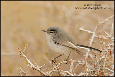 Black-tailed Gnatcatcher (Polioptila melanura)