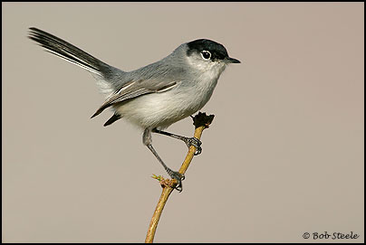 Black-tailed Gnatcatcher (Polioptila melanura)