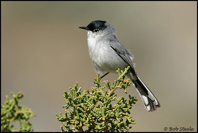 Black-tailed Gnatcatcher (Polioptila melanura)