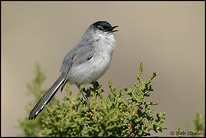 Black-tailed Gnatcatcher (Polioptila melanura)