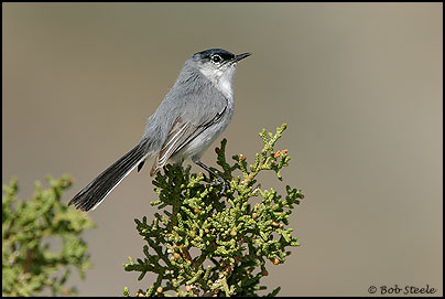 Black-tailed Gnatcatcher (Polioptila melanura)