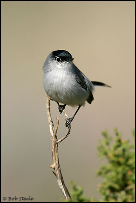 Black-tailed Gnatcatcher (Polioptila melanura)