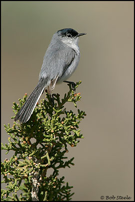 Black-tailed Gnatcatcher (Polioptila melanura)