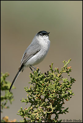 Black-tailed Gnatcatcher (Polioptila melanura)