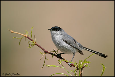 Black-tailed Gnatcatcher (Polioptila melanura)