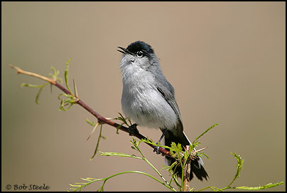 Black-tailed Gnatcatcher (Polioptila melanura)