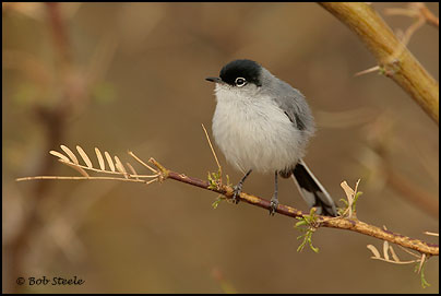 Black-tailed Gnatcatcher (Polioptila melanura)