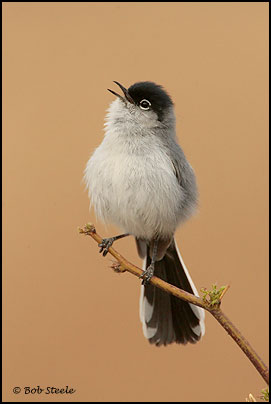 Black-tailed Gnatcatcher (Polioptila melanura)
