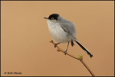 Black-tailed Gnatcatcher (Polioptila melanura)