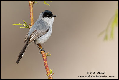 Black-tailed Gnatcatcher (Polioptila melanura)
