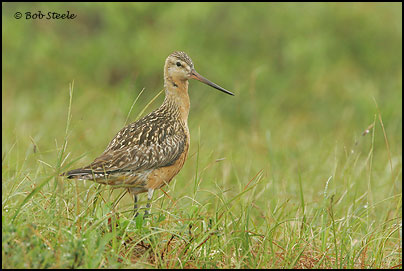 Bar-tailed Godwit (Limosa lapponica)