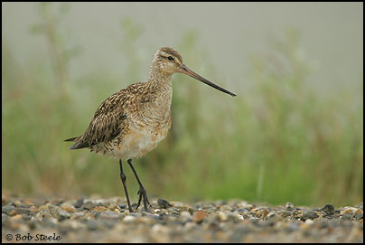Bar-tailed Godwit (Limosa lapponica)