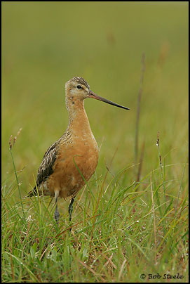 Bar-tailed Godwit (Limosa lapponica)