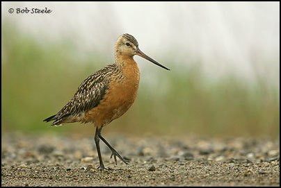 Bar-tailed Godwit (Limosa lapponica)