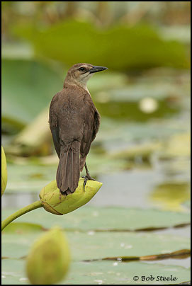 Boat-tailed Grackle (Quiscalus major)