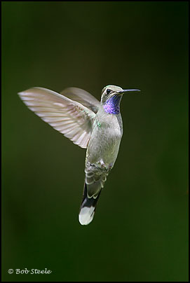 Blue-throated Hummingbird (Lampornis clemenciae)