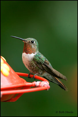 Broad-tailed Hummingbird (Selasphorus platycercus)