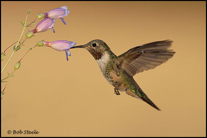 Broad-tailed Hummingbird (Selasphorus platycercus)