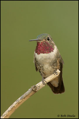 Broad-tailed Hummingbird (Selasphorus platycercus)