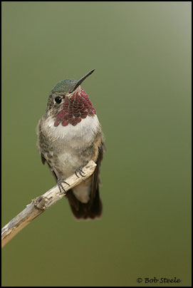 Broad-tailed Hummingbird (Selasphorus platycercus)