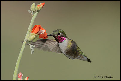 Broad-tailed Hummingbird (Selasphorus platycercus)