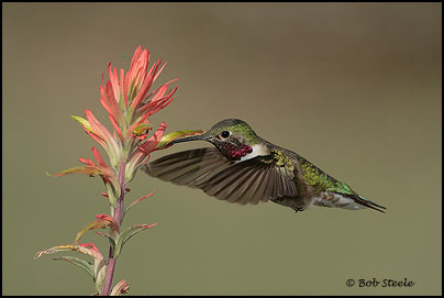 Broad-tailed Hummingbird (Selasphorus platycercus)