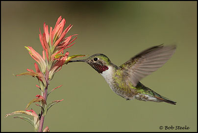 Broad-tailed Hummingbird (Selasphorus platycercus)