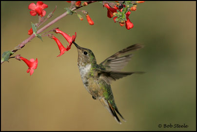 Broad-tailed Hummingbird (Selasphorus platycercus)