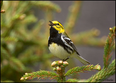 Black-throated Green Warbler (Dendroica virens)