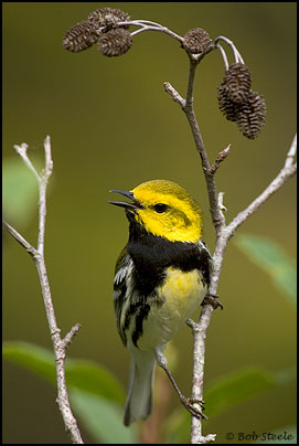 Black-throated Green Warbler (Dendroica virens)