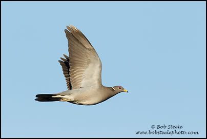 Band-tailed Pigeon (Columba fasciata)