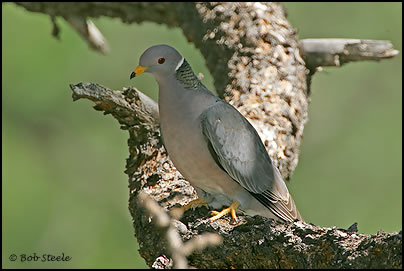 Band-tailed Pigeon (Columba fasciata)