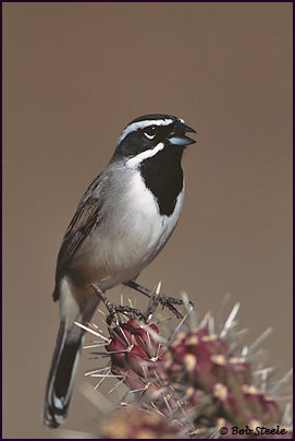 Black-throated Sparrow (Amphispiza bilineata)