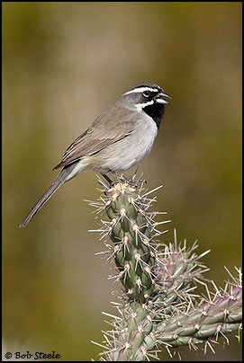 Black-throated Sparrow (Amphispiza bilineata)