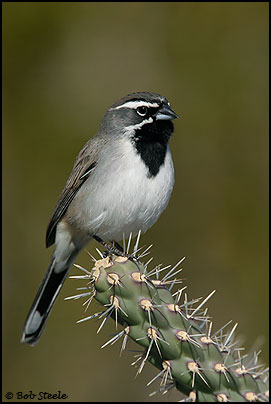 Black-throated Sparrow (Amphispiza bilineata)