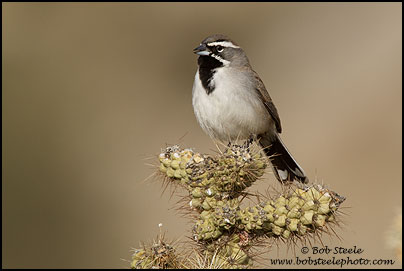 Black-throated Sparrow (Amphispiza bilineata)