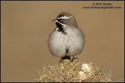 Black-throated Sparrow (Amphispiza bilineata)