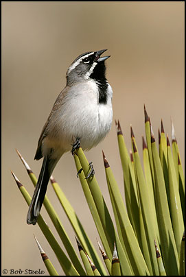 Black-throated Sparrow (Amphispiza bilineata)