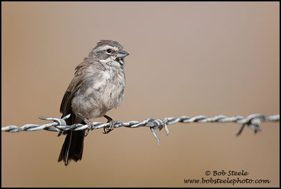 Black-throated Sparrow (Amphispiza bilineata)