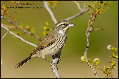 Black-throated Sparrow (Amphispiza bilineata)