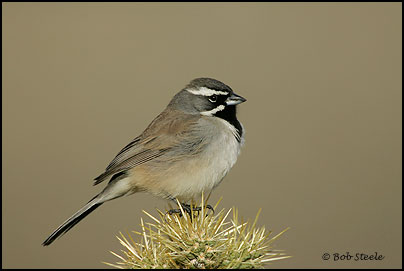 Black-throated Sparrow (Amphispiza bilineata)