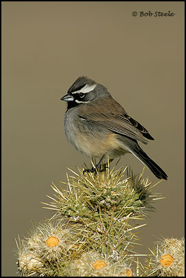 Black-throated Sparrow (Amphispiza bilineata)