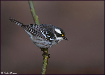 Black-throated Gray Warbler (Dendroica nigrescens)