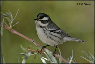 Black-throated Gray Warbler (Dendroica nigrescens)