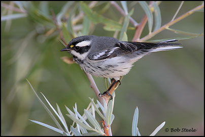 Black-throated Gray Warbler (Dendroica nigrescens)
