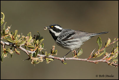 Black-throated Gray Warbler (Dendroica nigrescens)