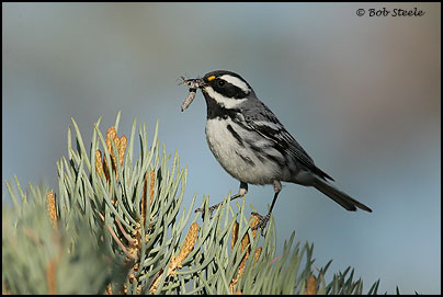 Black-throated Gray Warbler (Dendroica nigrescens)