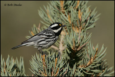 Black-throated Gray Warbler (Dendroica nigrescens)